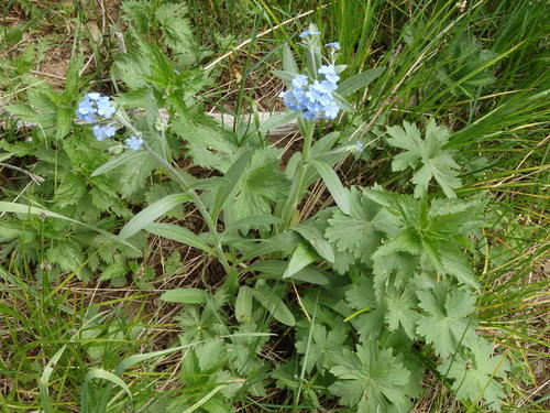 GDMBR: Tiny Blue Flowers.